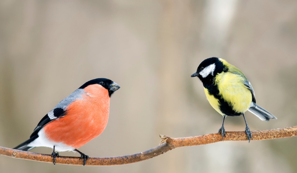 The Great Backyard Bird Count The Great Backyard Bird Count
